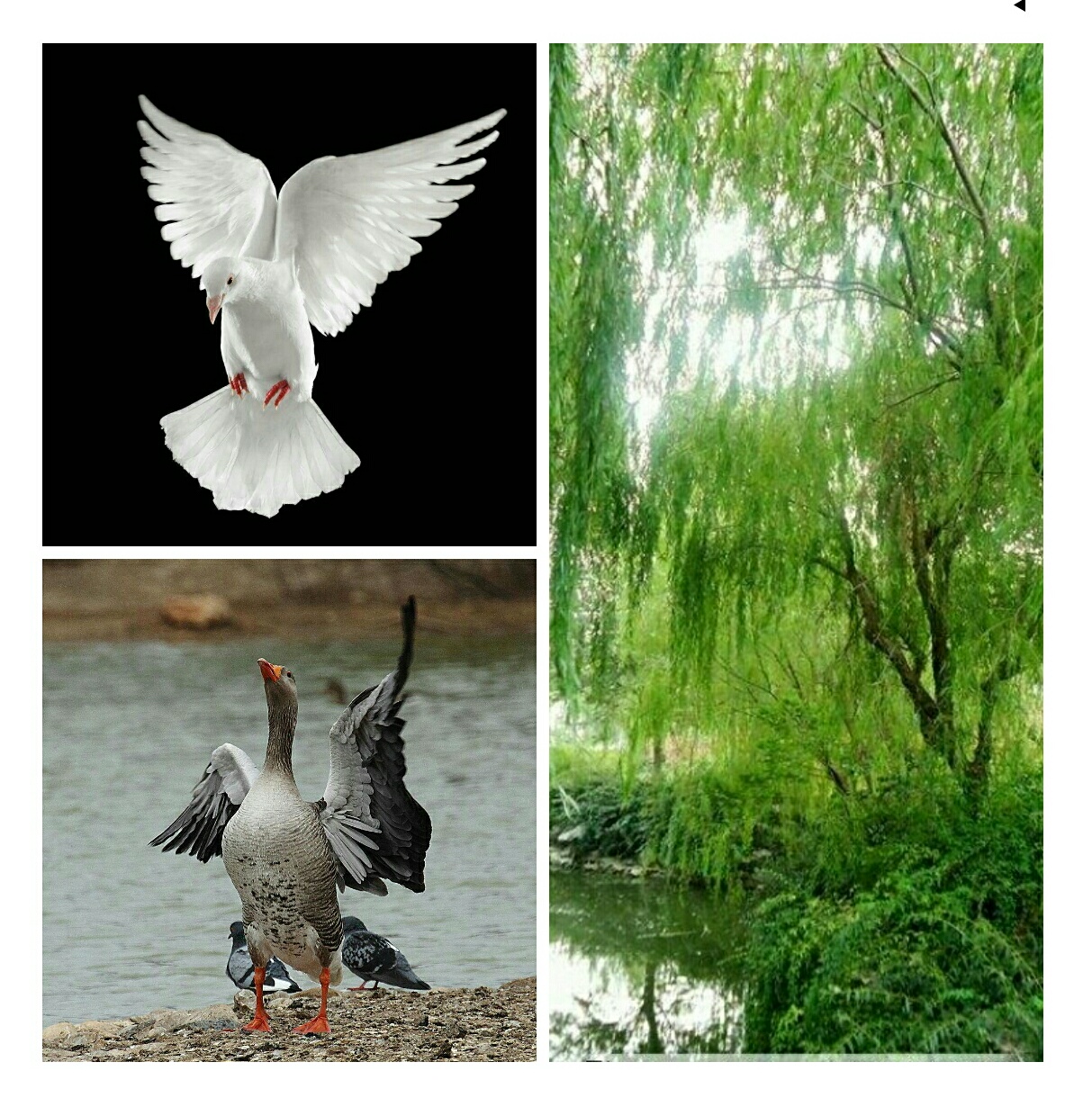 picname