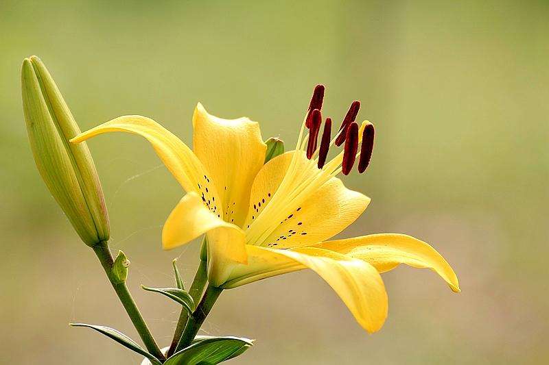 picname