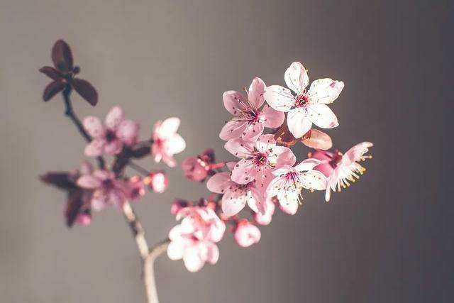 picname