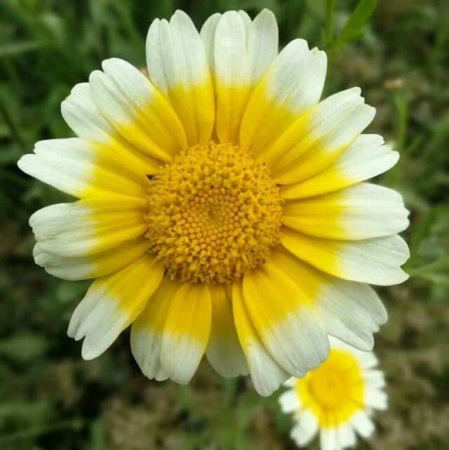 picname