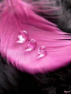 picname