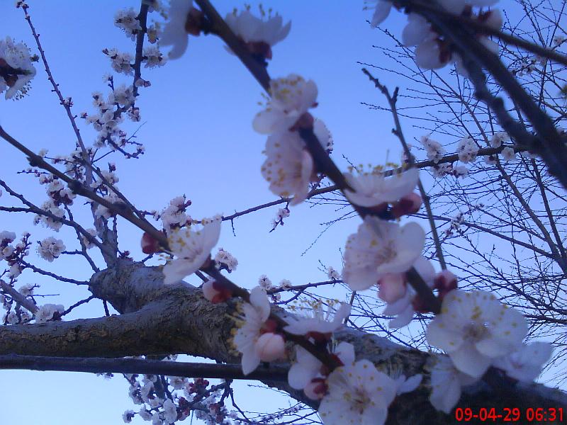 picname