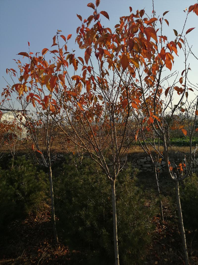 IMG_20191125_153101