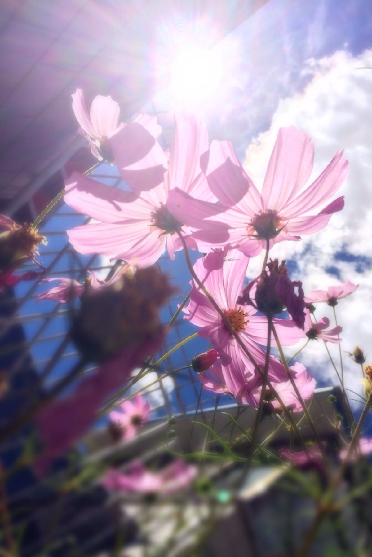 picname