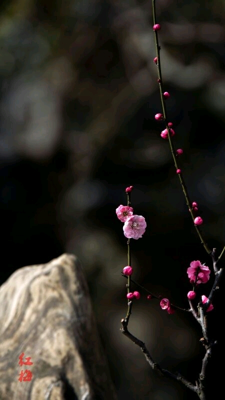 picname