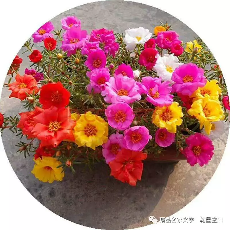 picname