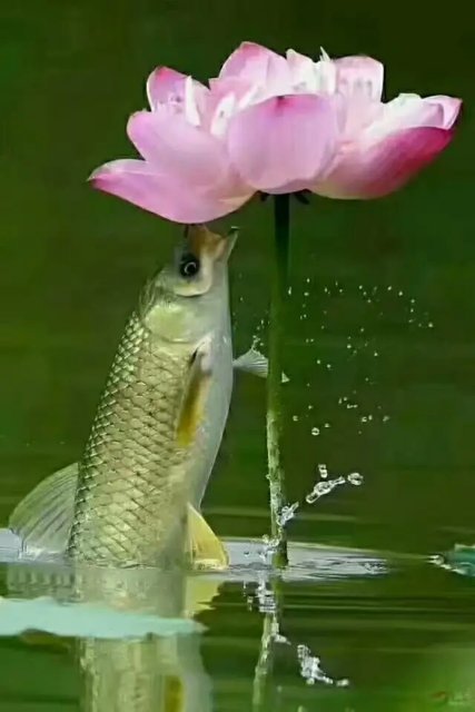 picname