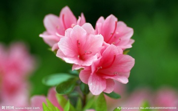 picname