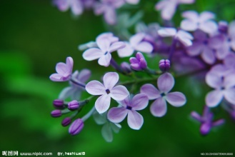 picname
