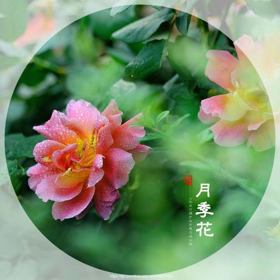 picname