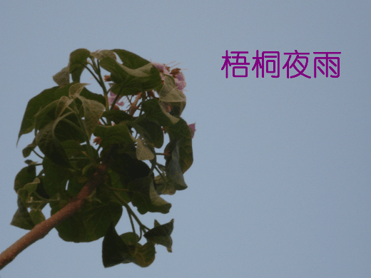 picname