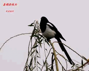 picname